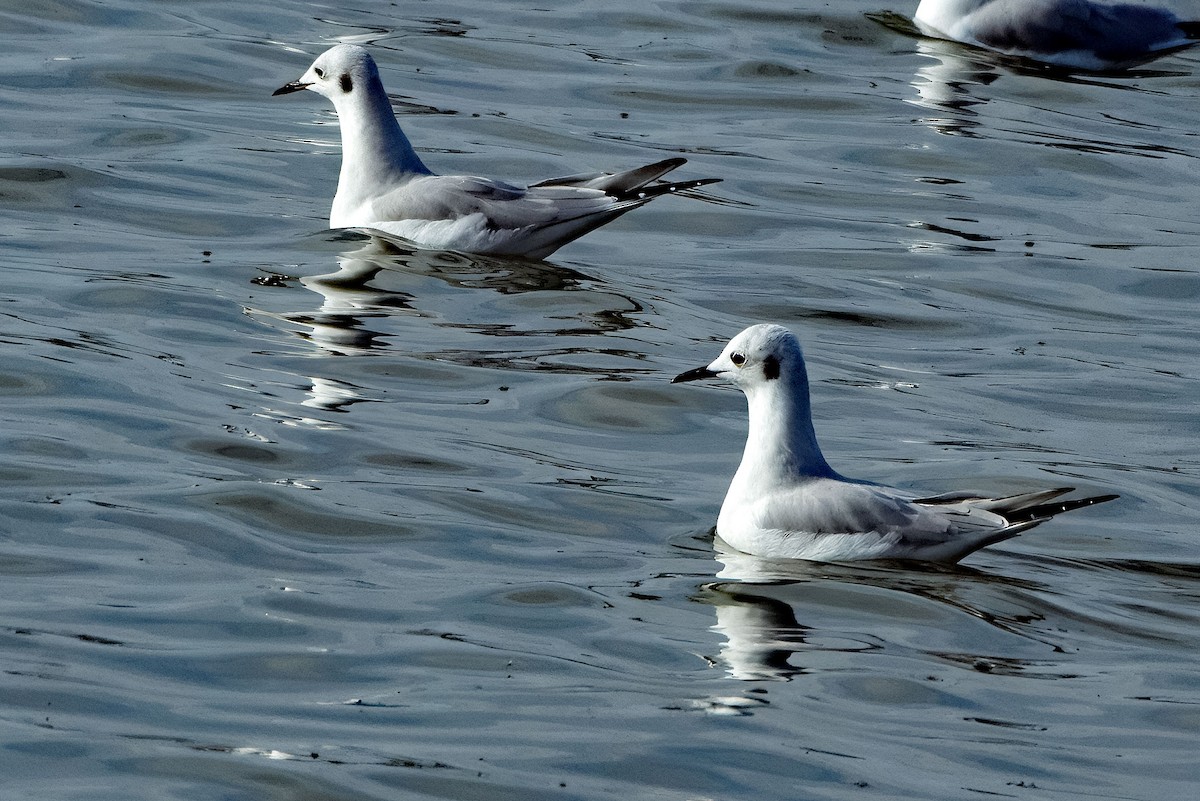 Мартин канадський - ML645361757