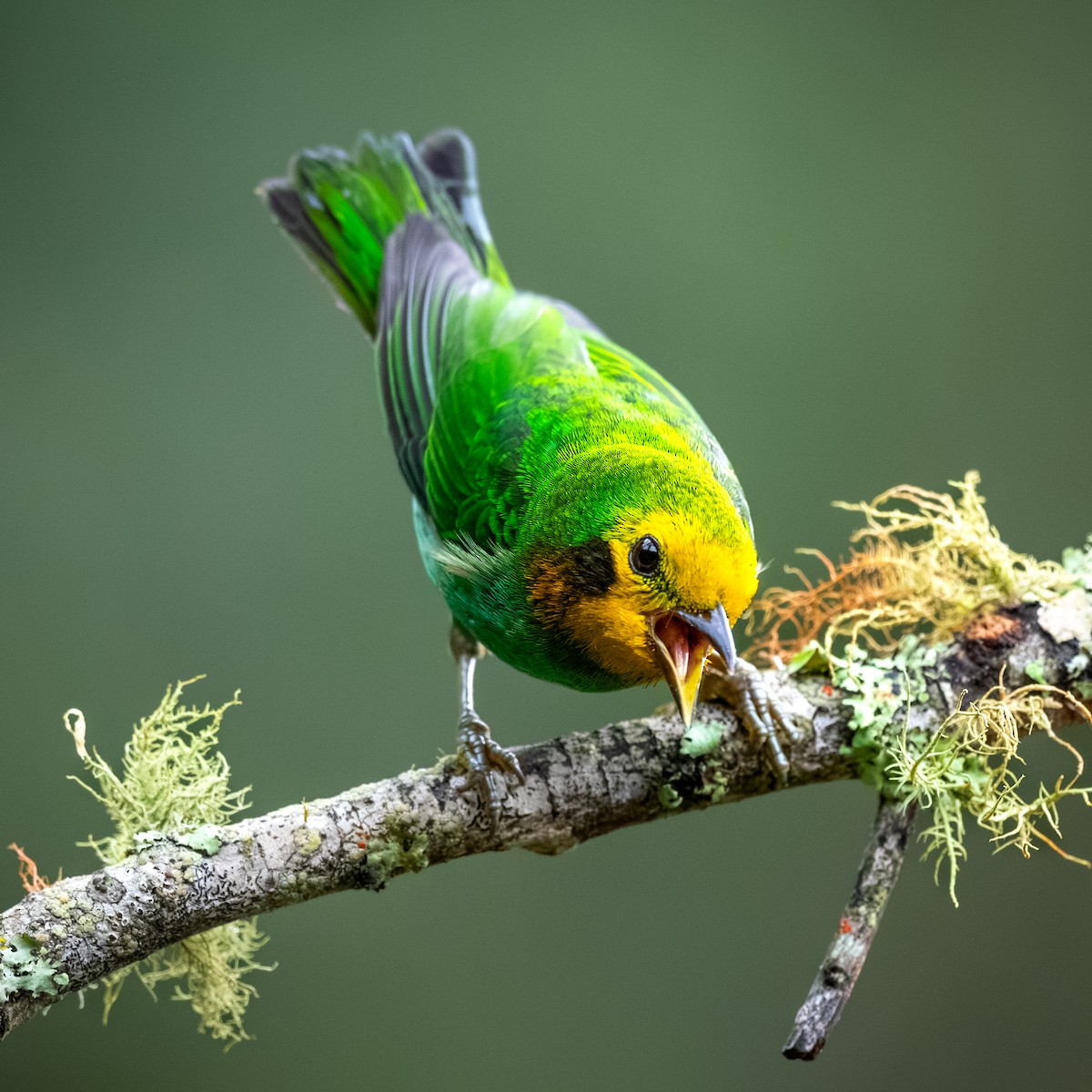 Multicolored Tanager - ML645361760