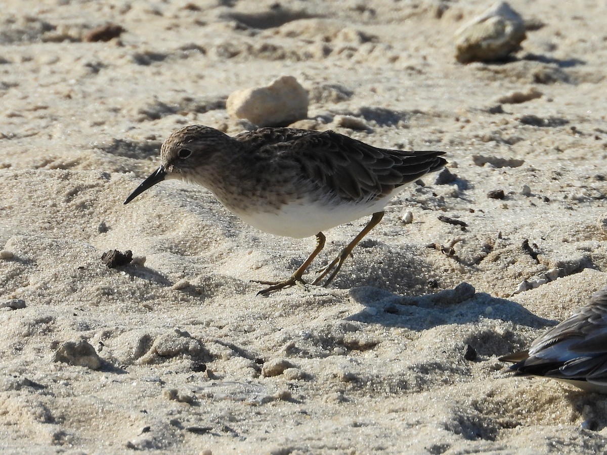 Least Sandpiper - ML645361761