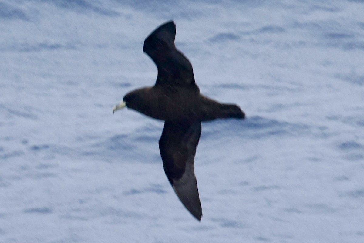 White-chinned Petrel - ML645361782