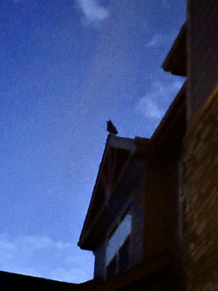 Great Horned Owl - ML645361796