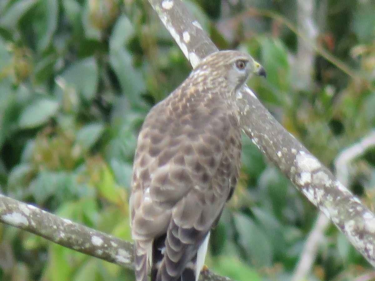 káně širokokřídlá - ML645361797