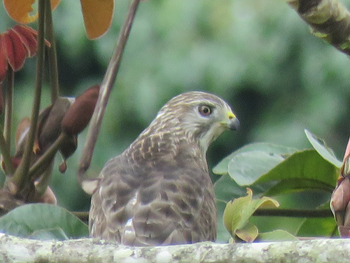 káně širokokřídlá - ML645361798