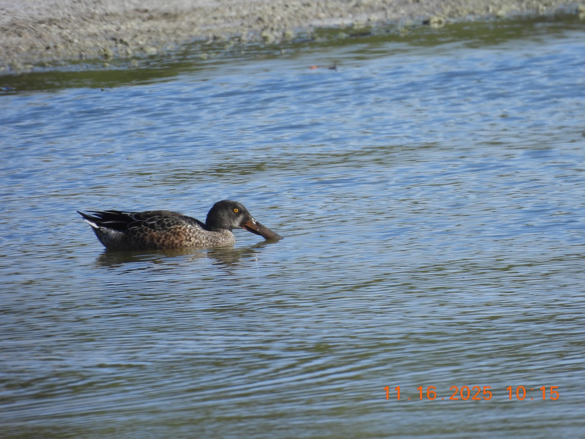 Халбага нугас - ML645361799