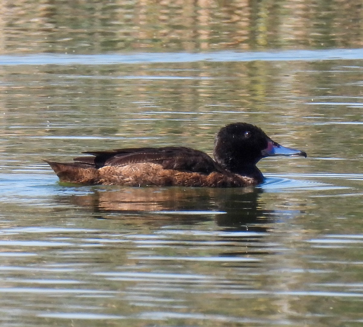 Black-headed Duck - ML645361811