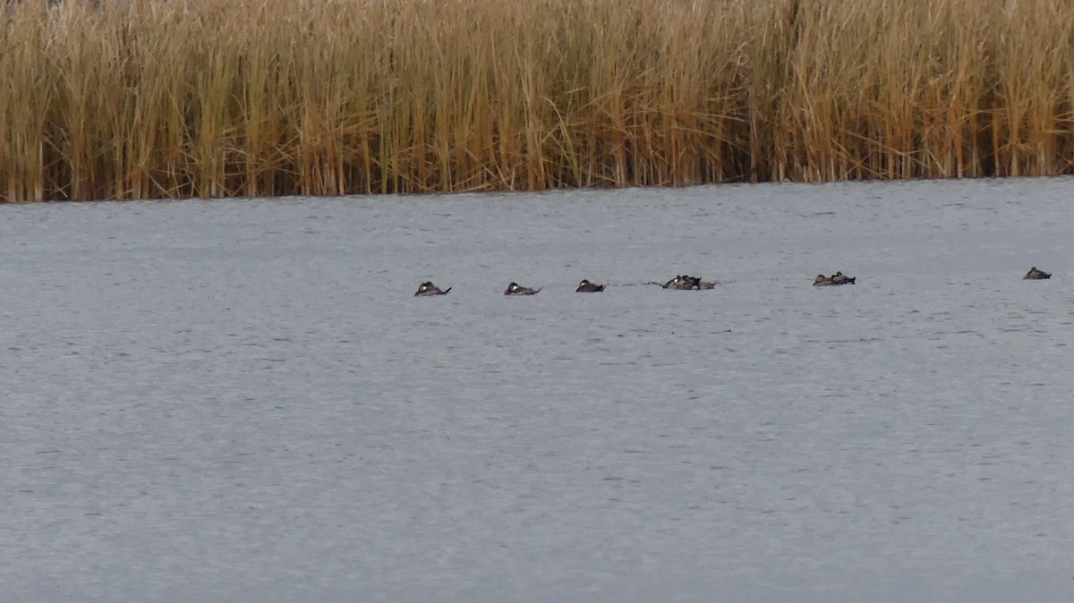 アカオタテガモ - ML645361820