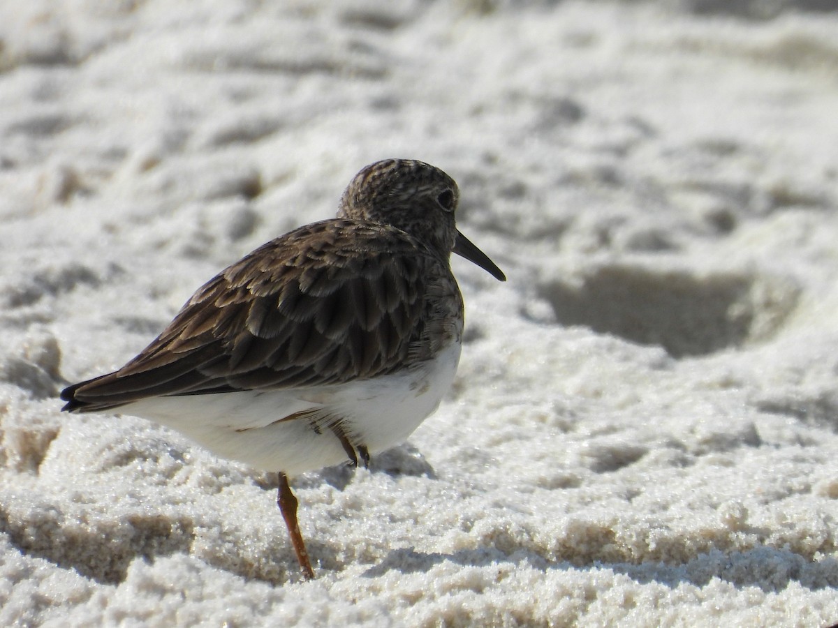 Least Sandpiper - ML645361823