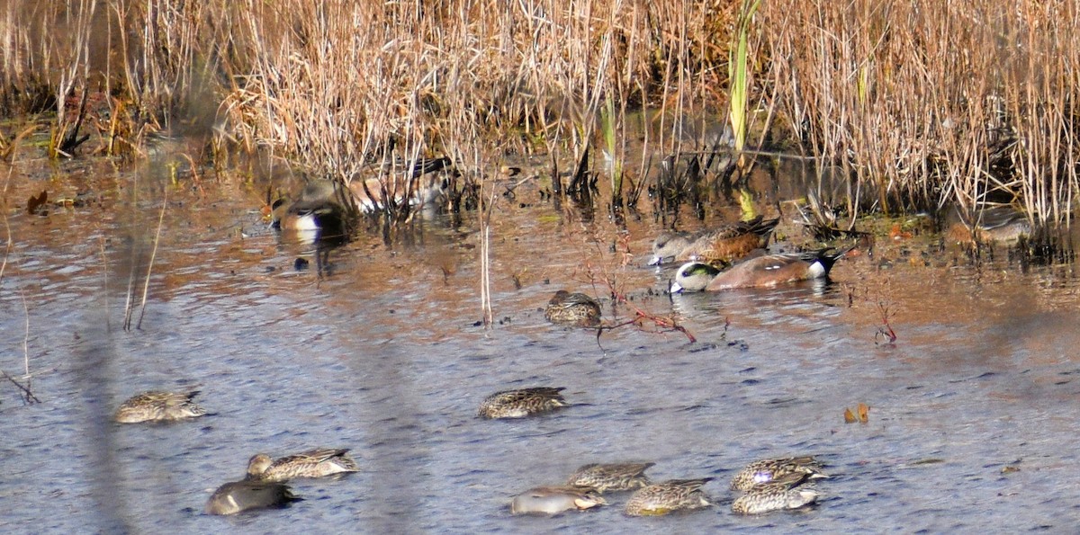 American Wigeon - ML645361827