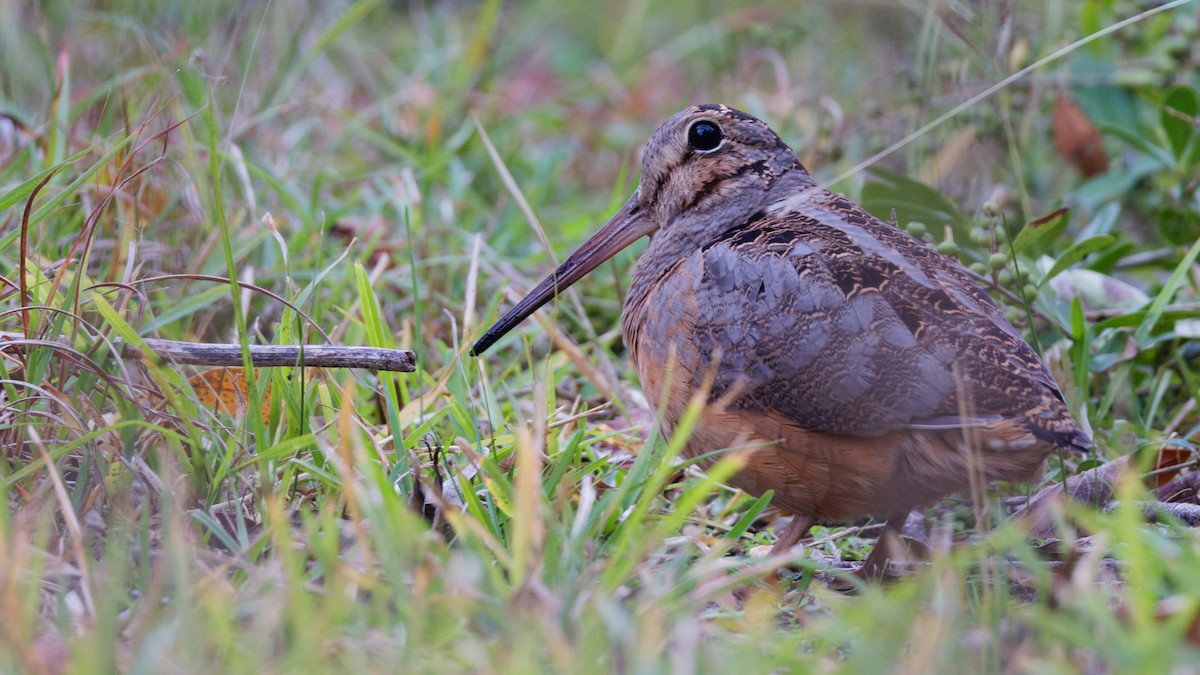 American Woodcock - ML645361831