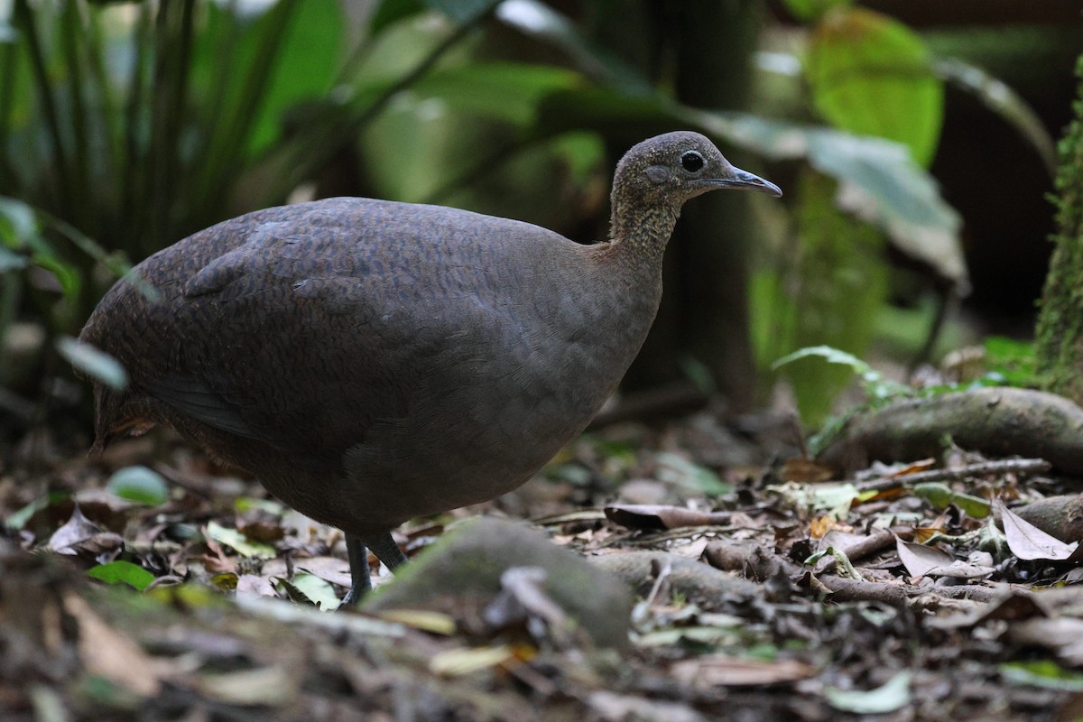 Solitary Tinamou - ML645361832