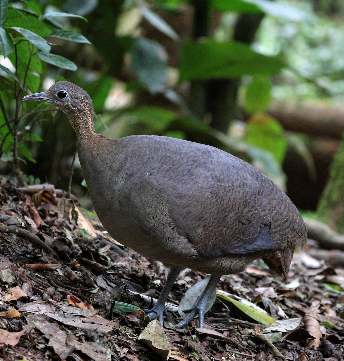 Solitary Tinamou - ML645361833