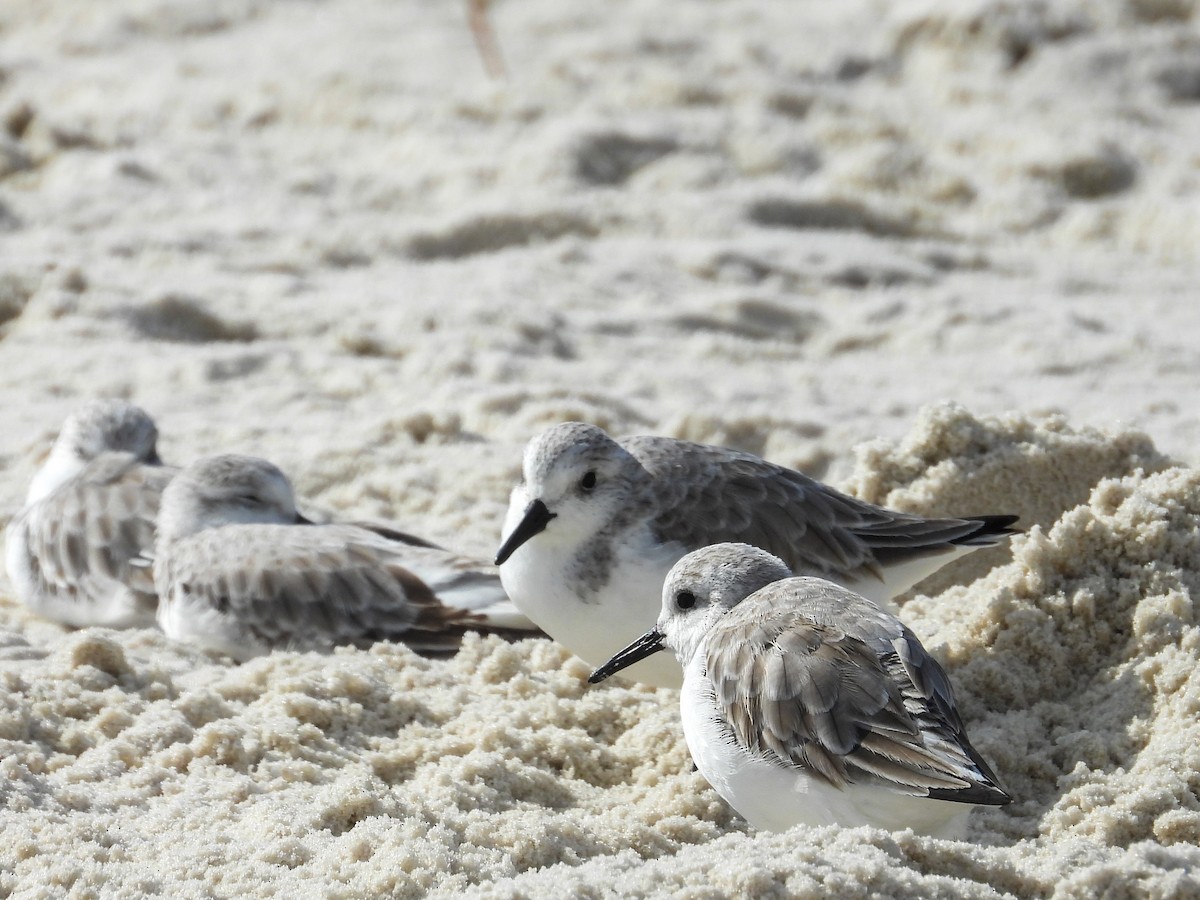 Sanderling - ML645361834