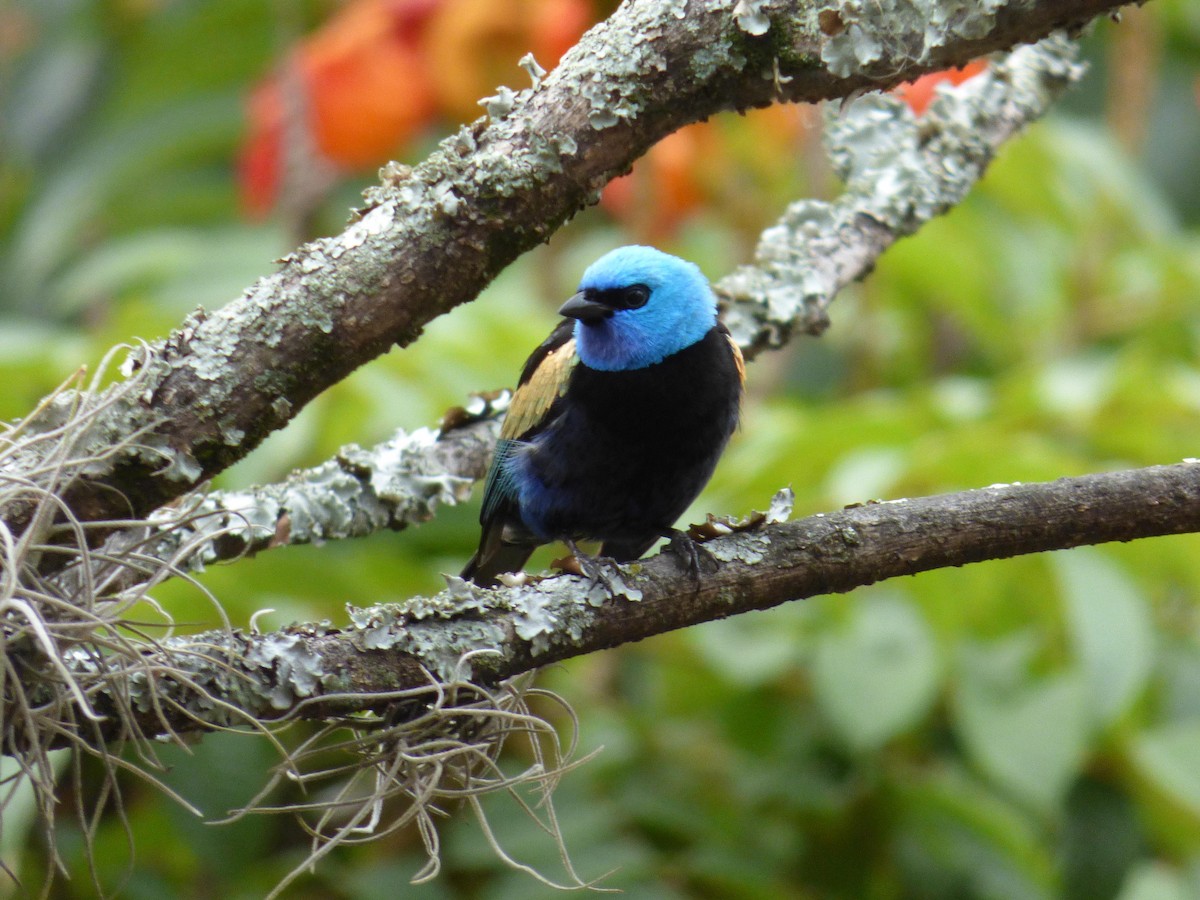 Лазурноголовая танагра - ML645361837