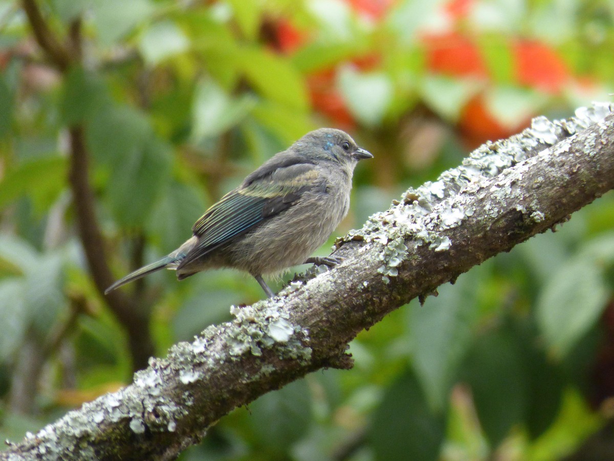 Лазурноголовая танагра - ML645361838