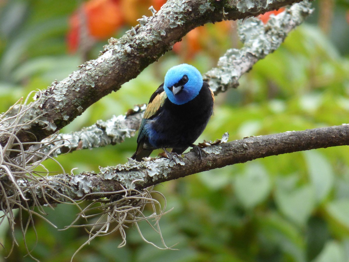 Лазурноголовая танагра - ML645361839