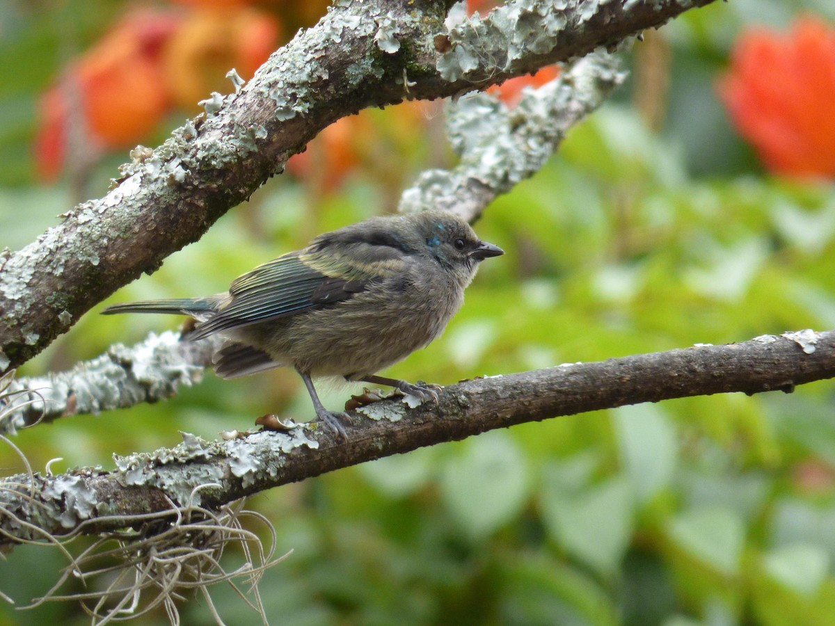 Лазурноголовая танагра - ML645361840