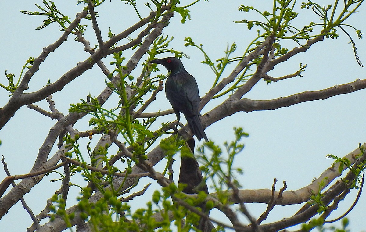 Metallic Starling - ML645361869