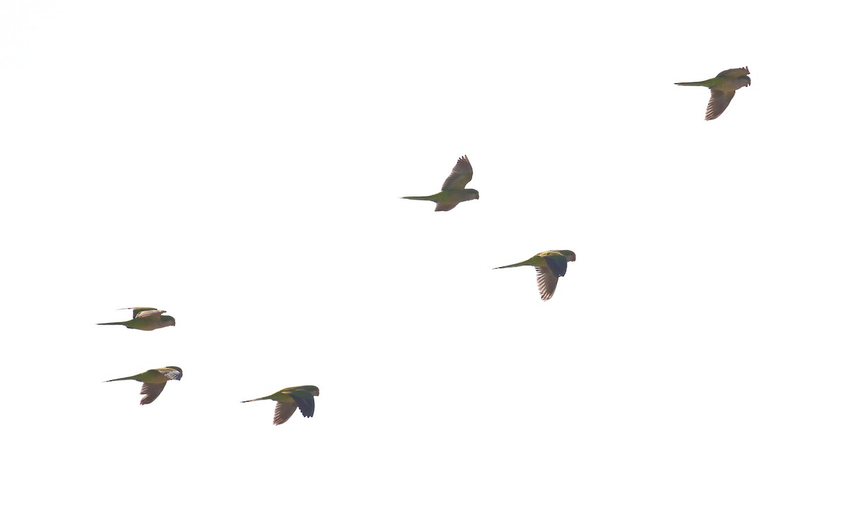 和尚鸚鵡 - ML645361872