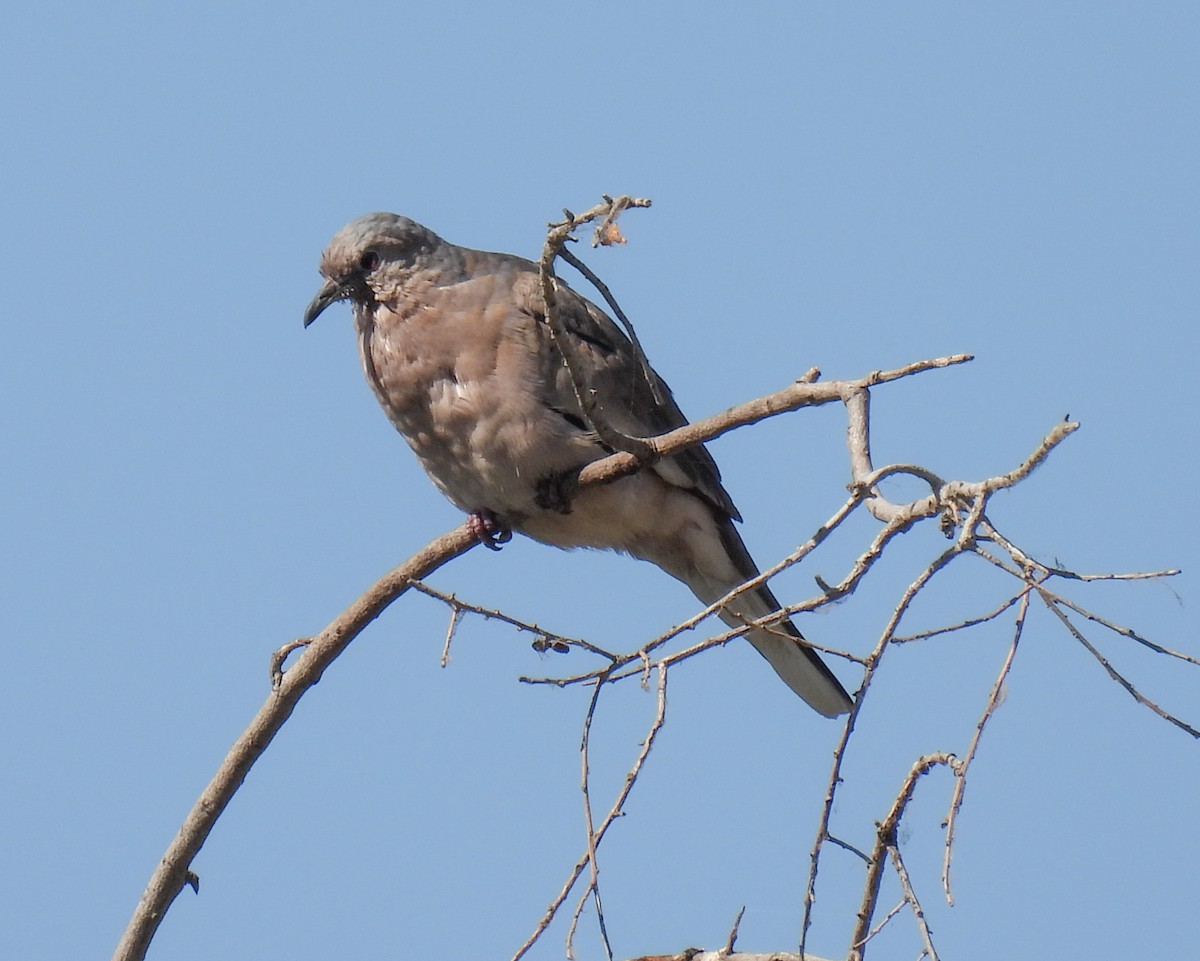 Picui Ground Dove - ML645361884