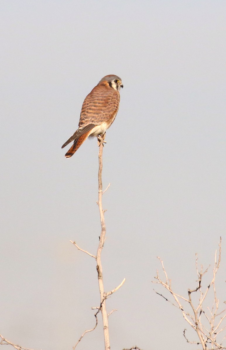 American Kestrel - ML645361885