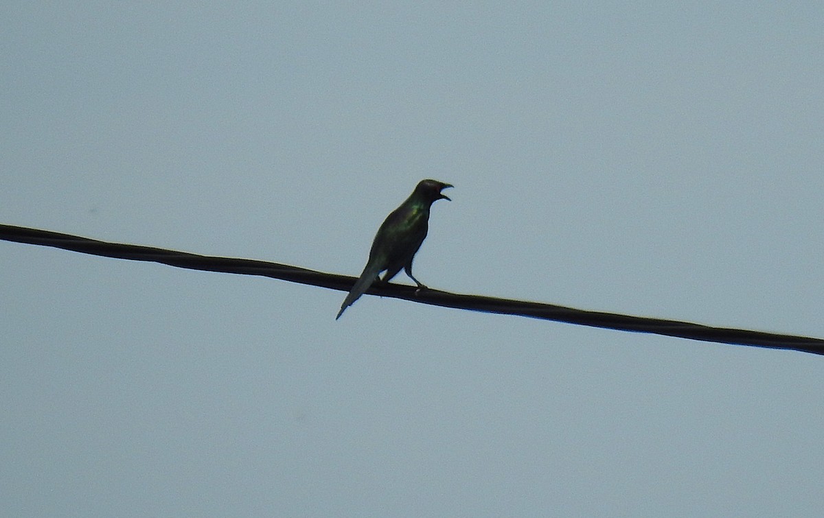 Metallic Starling - ML645361887