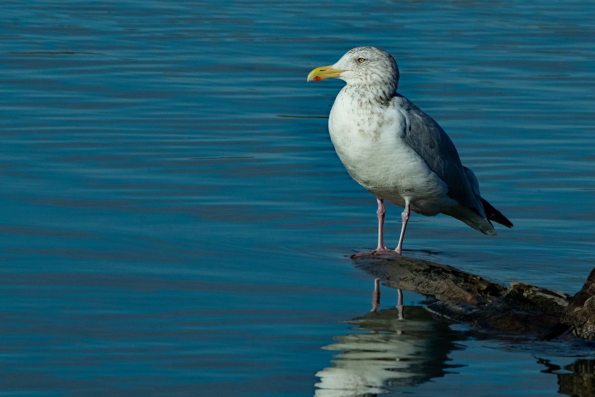 Мартин американський - ML645361889