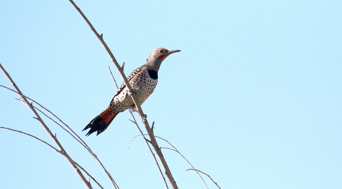 Northern Flicker - ML645361892