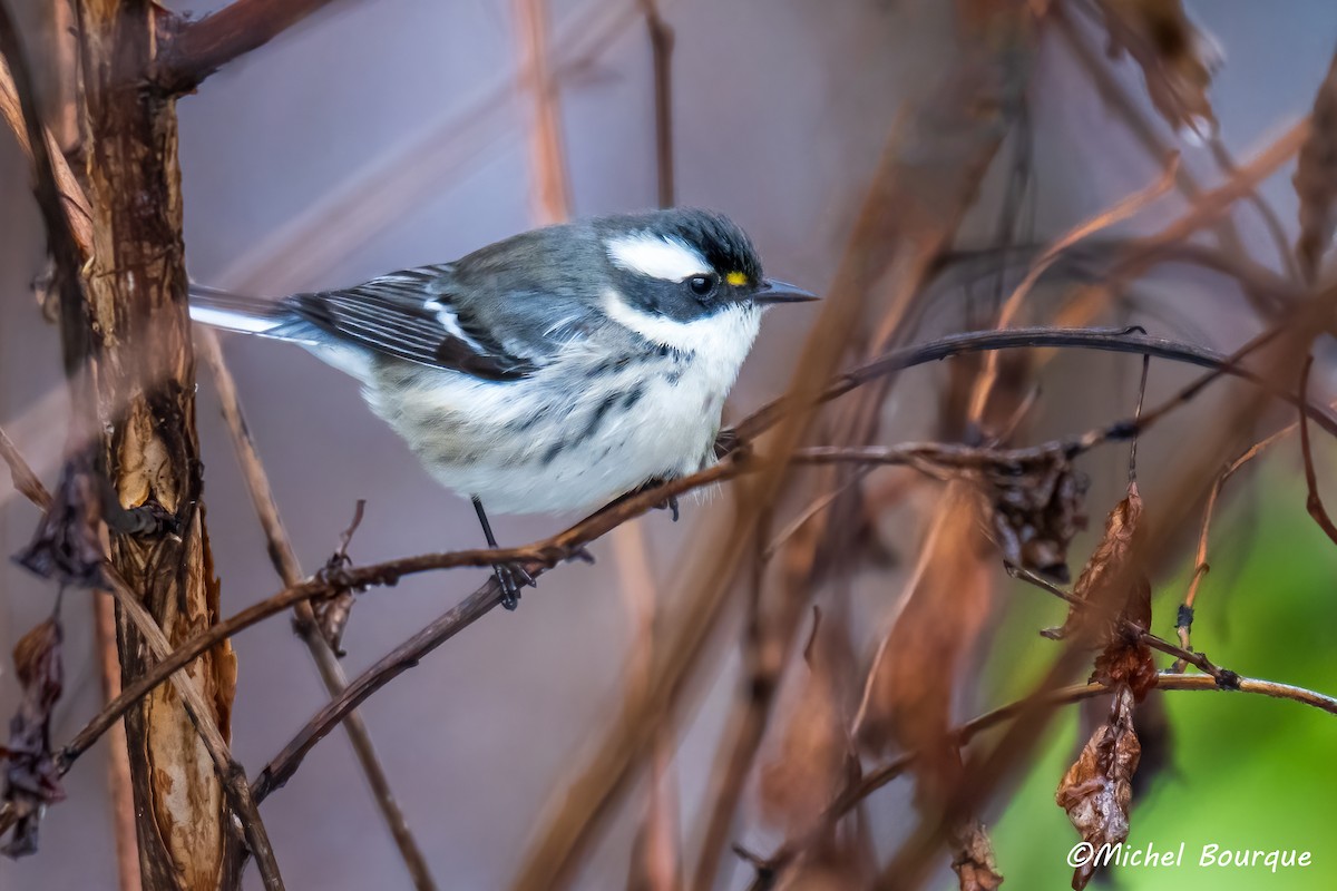 Black-throated Gray Warbler - ML645361895