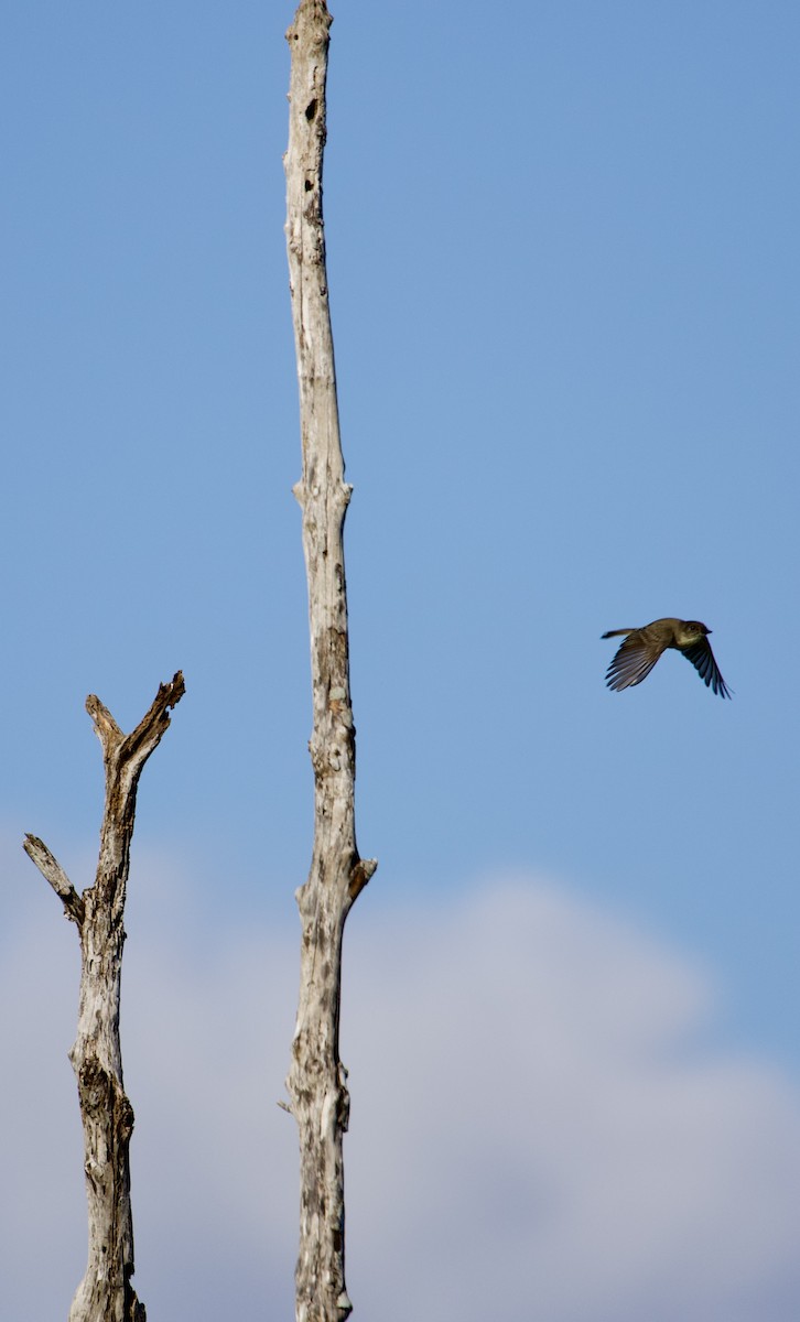 Eastern Phoebe - ML645361897
