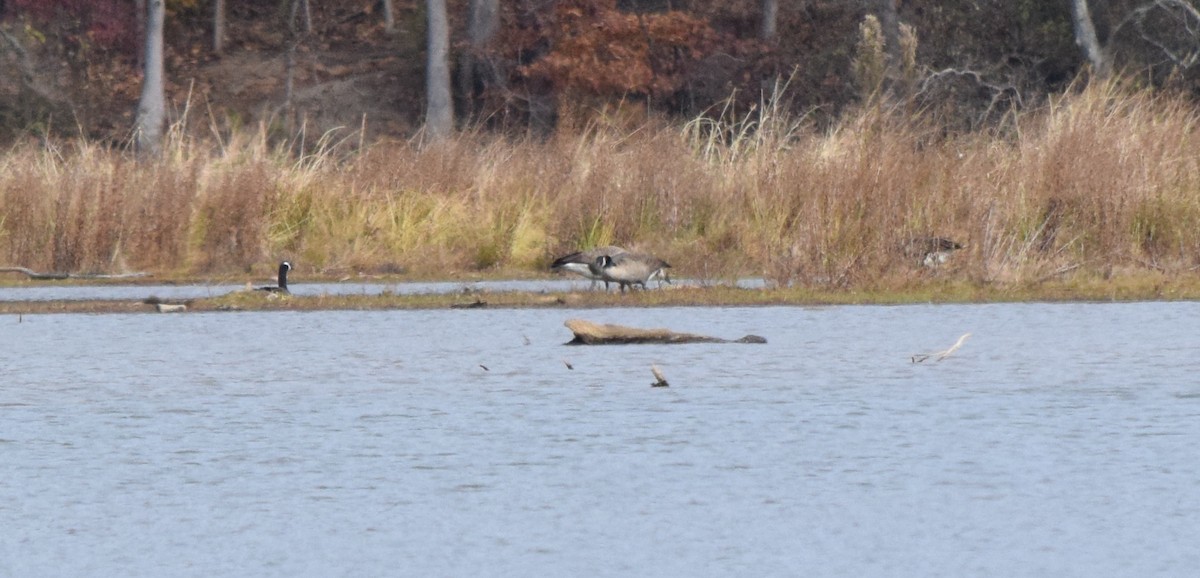 Canada Goose - ML645361899