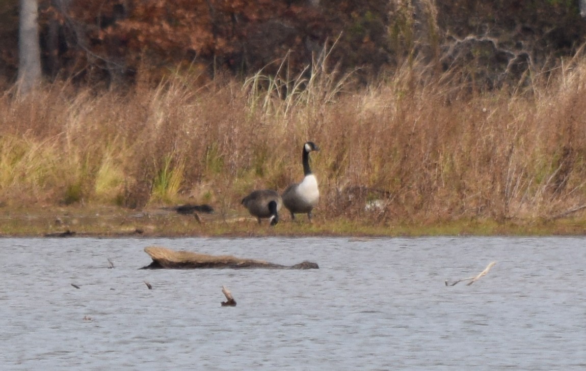 Canada Goose - ML645361905