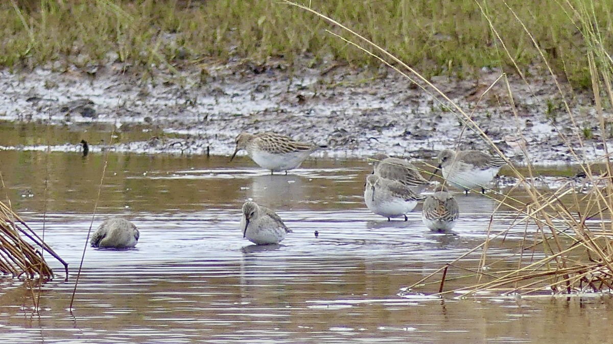 ハマシギ - ML645361907