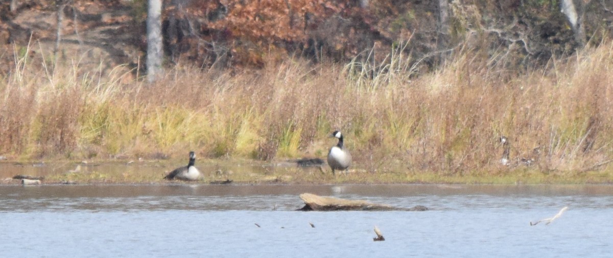 Canada Goose - ML645361915