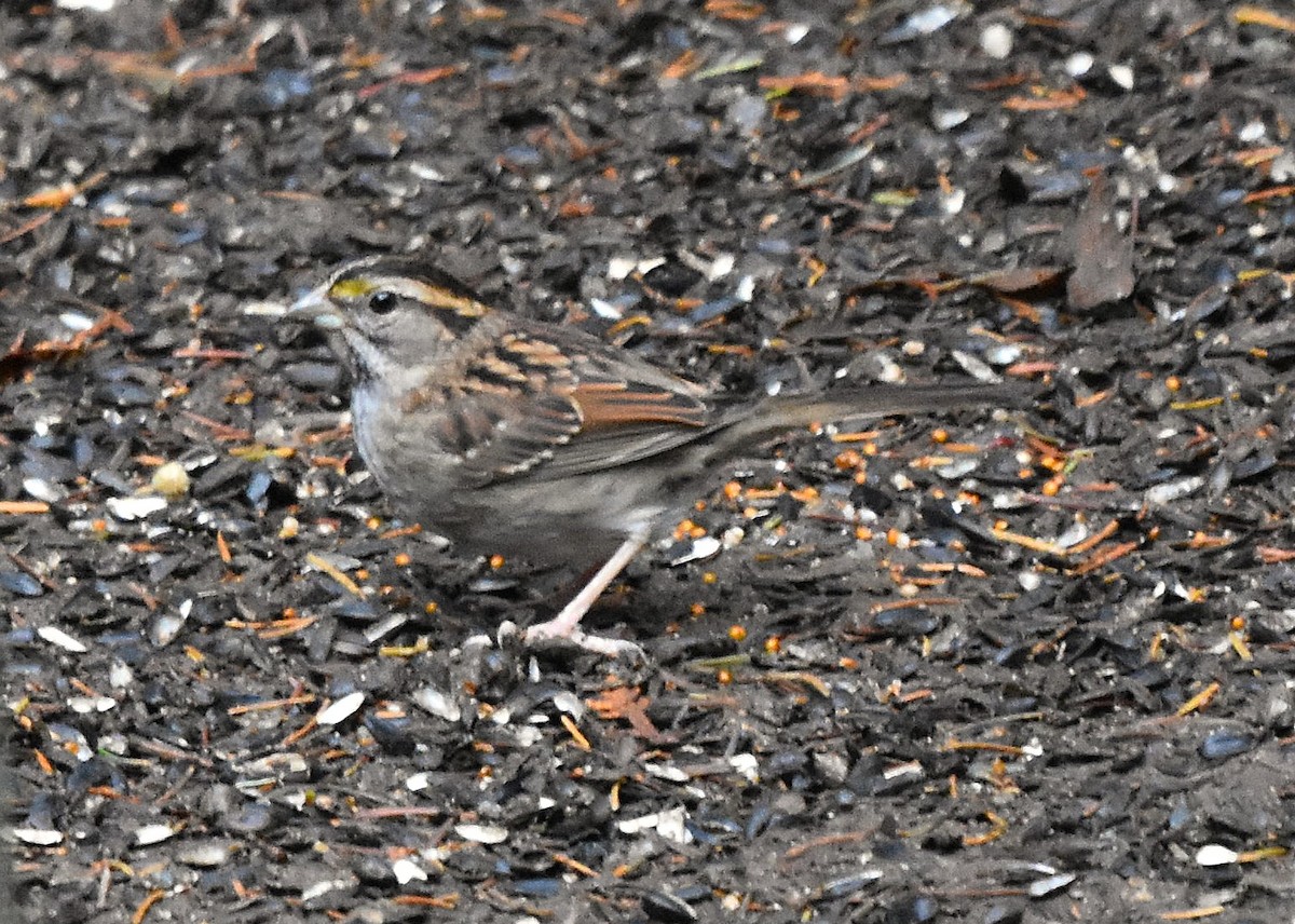 Белогорлая зонотрихия - ML645361916