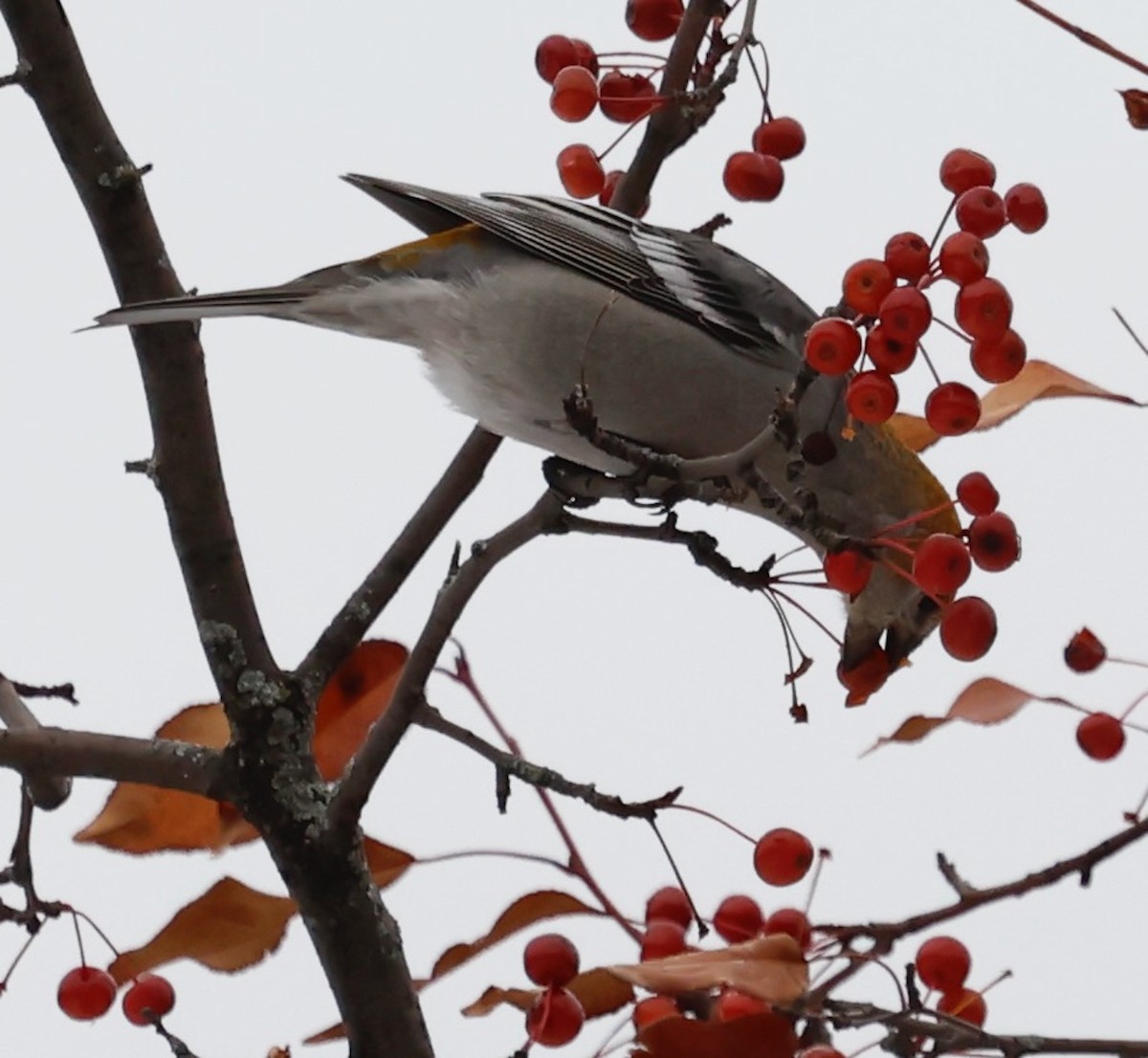 Pine Grosbeak - ML645361917