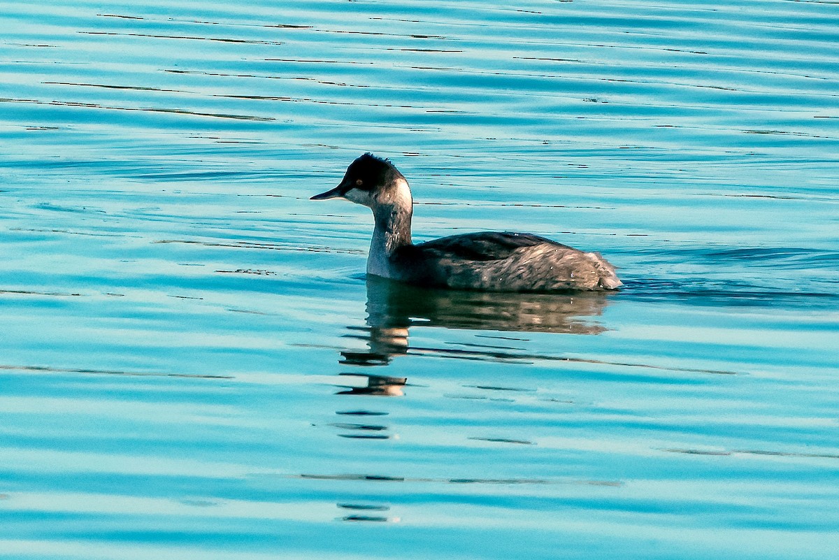 Пірникоза чорношия - ML645361922