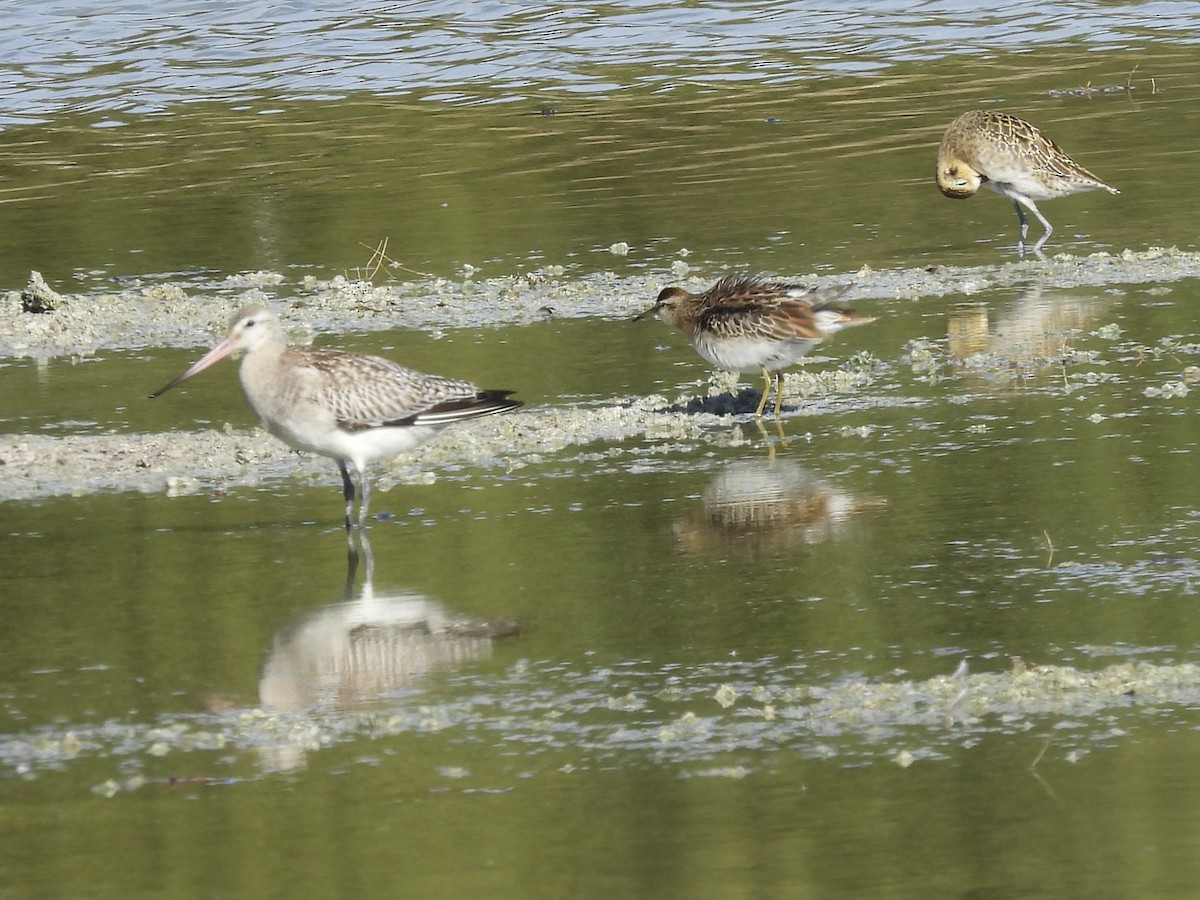 Хурган цууцал - ML645361923
