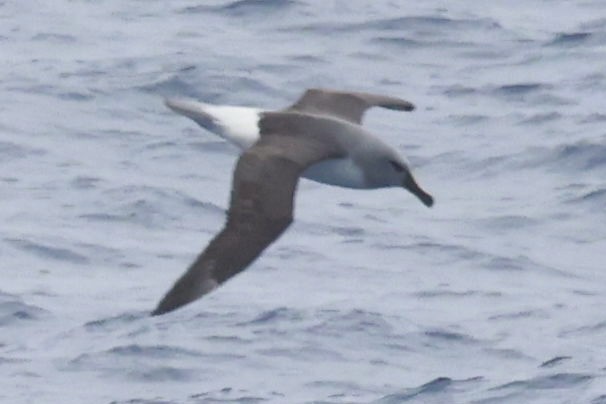 Boz Başlı Albatros - ML645361928