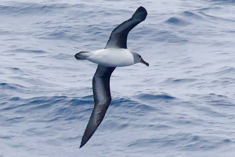 Boz Başlı Albatros - ML645361929