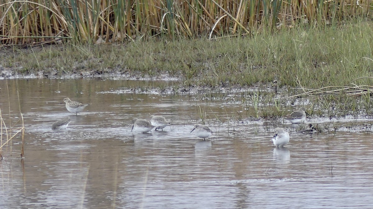 アメリカウズラシギ - ML645361933