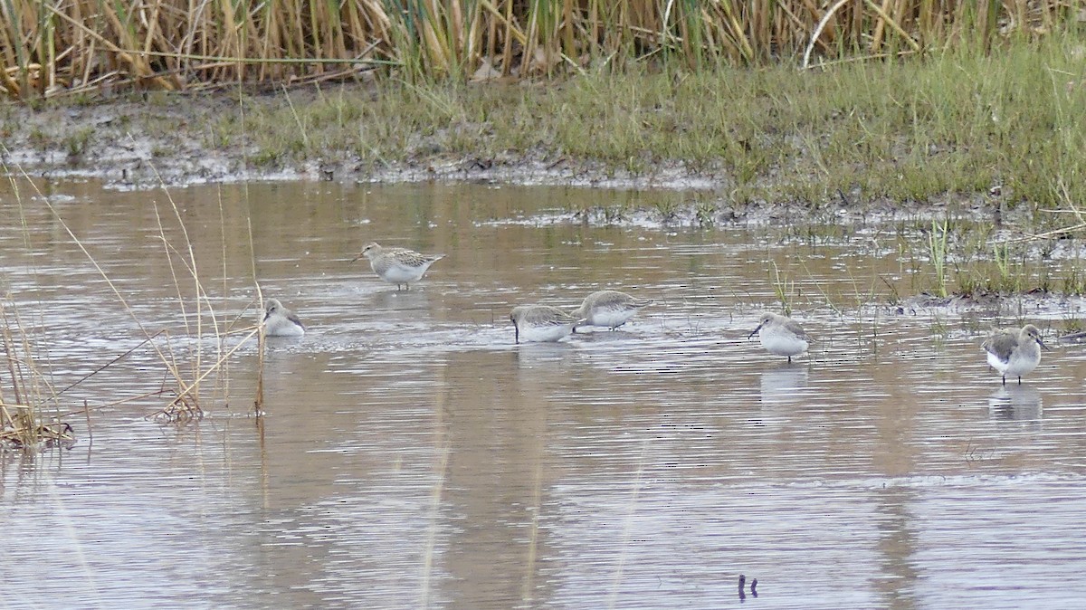 アメリカウズラシギ - ML645361935