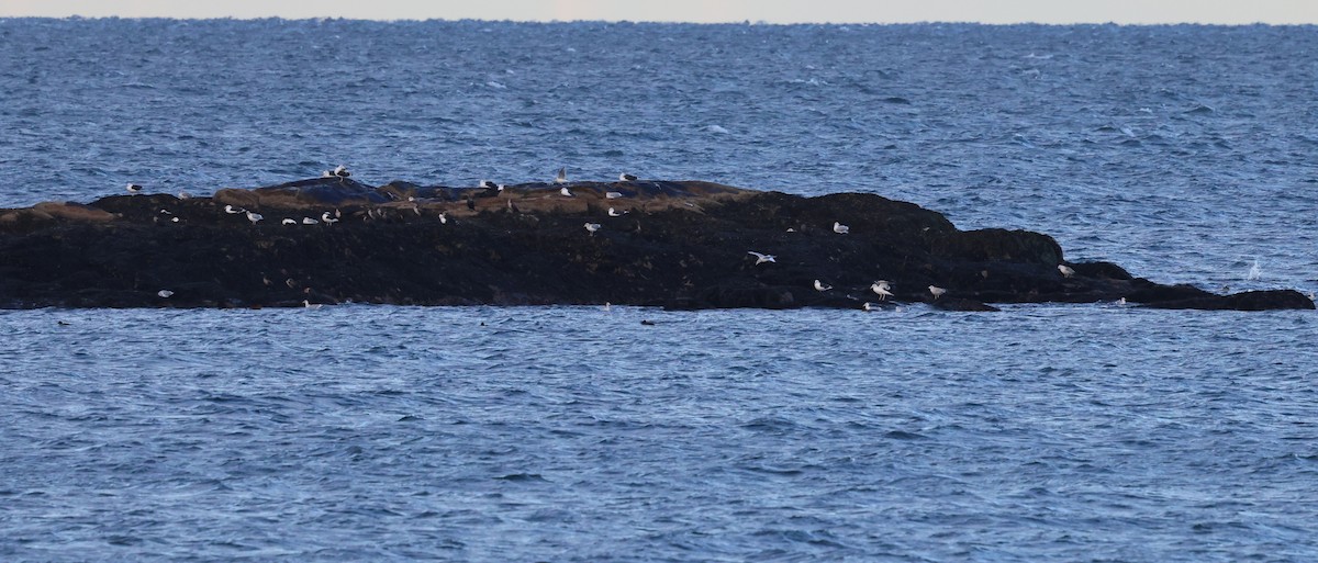 Büyük Kara Sırtlı Martı - ML645361938