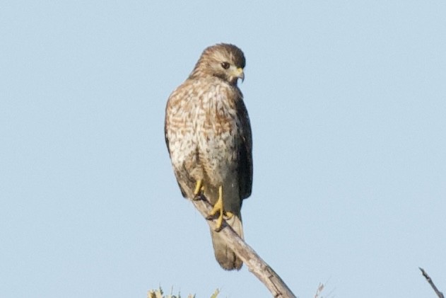 káně širokokřídlá - ML645361953