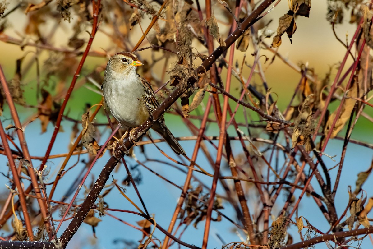 Бруант білобровий - ML645361955