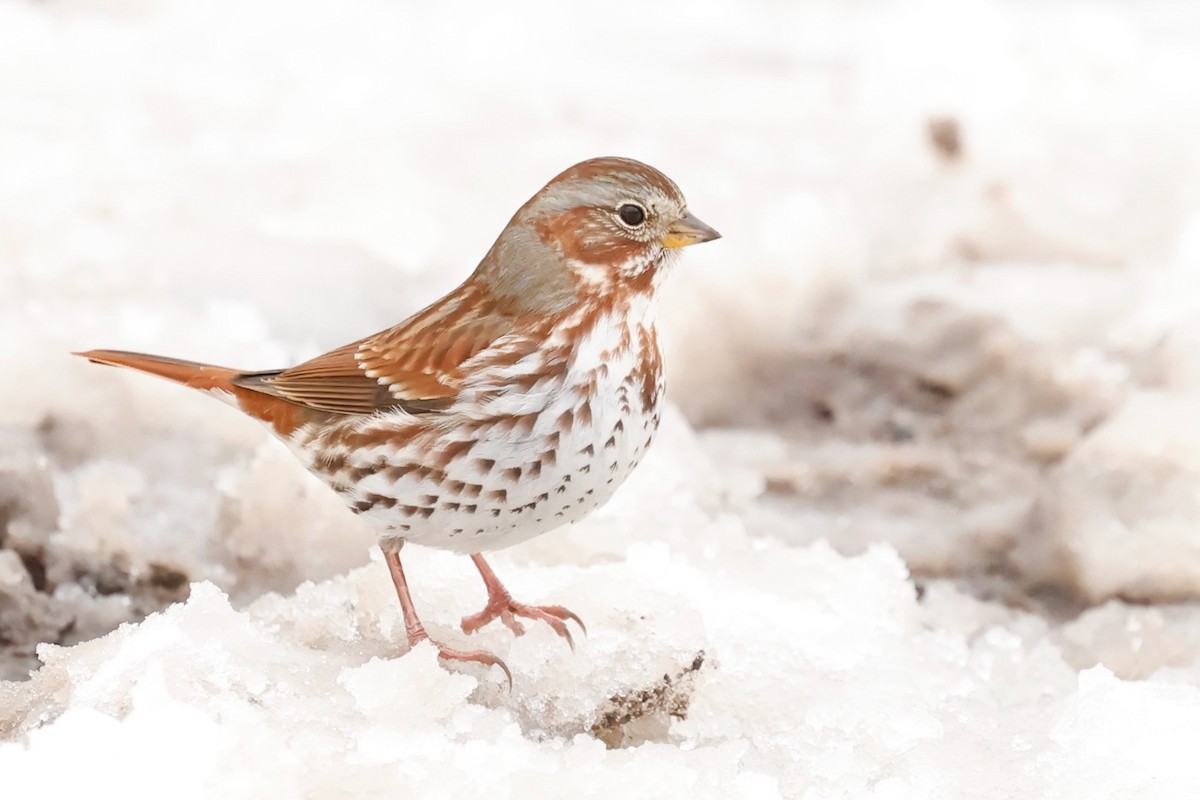 Fox Sparrow - ML645361956
