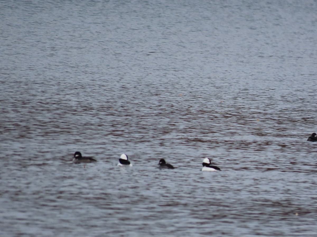 Bufflehead - ML645361973