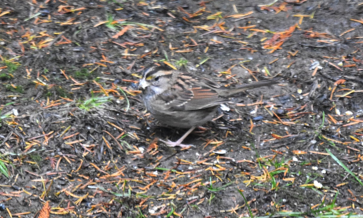 Белогорлая зонотрихия - ML645361980