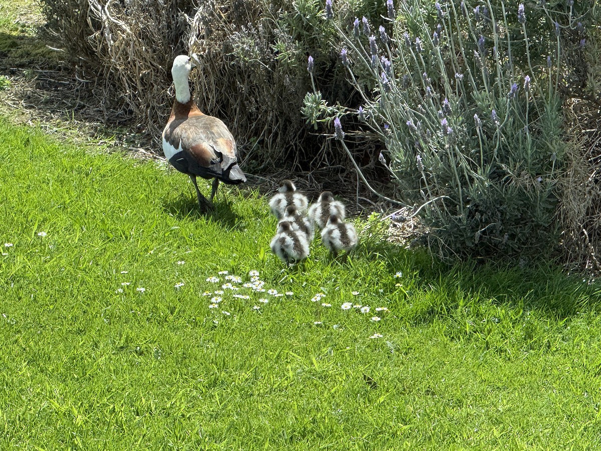 Tarro Maorí - ML645361981