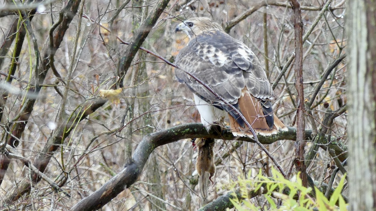 アカオノスリ - ML645362012