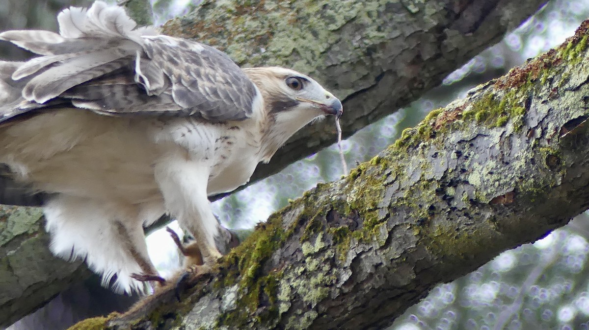 アカオノスリ - ML645362013